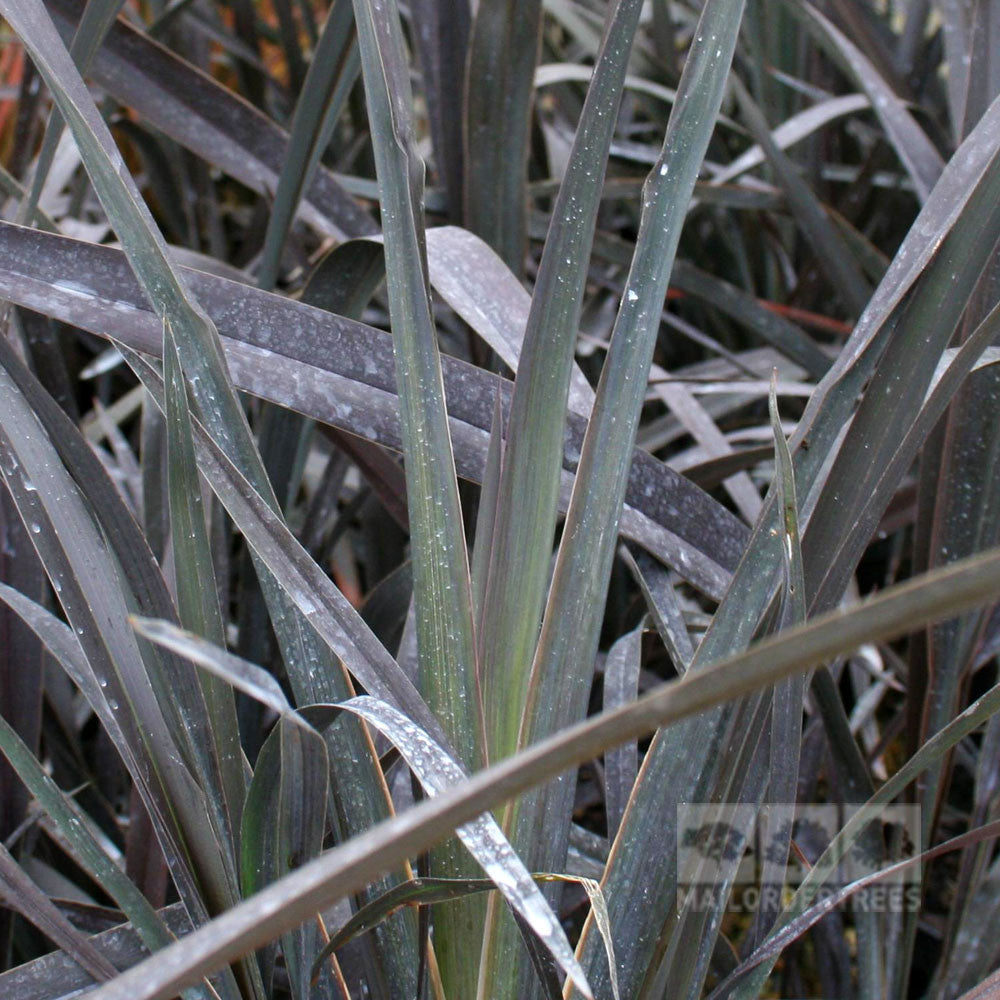 Close-up of the dark green, spiky leaves of Phormium Platts Black, New Zealand Flax, adorned with water droplets and highlighting its evergreen allure.