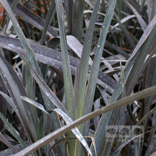 Phormium Platts Black - New Zealand Flax