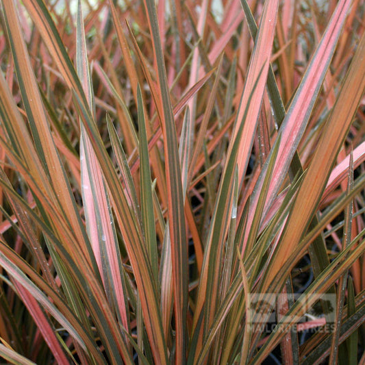 Phormium Rainbow Chief - New Zealand Flax