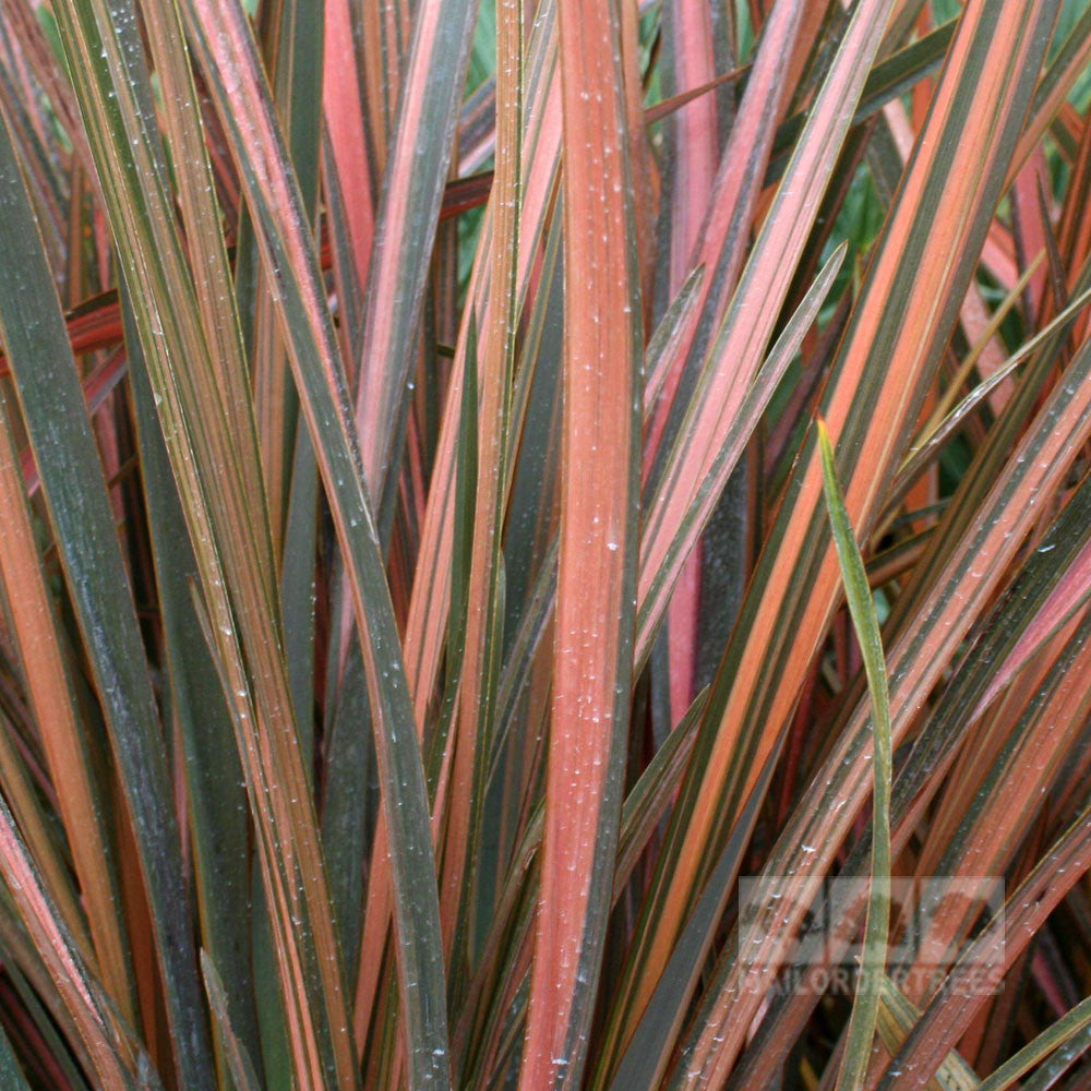 Close-up of long, slender leaves featuring green, pink, and orange hues, highlighting the vibrant pattern of Phormium Rainbow Maiden - New Zealand Flax, known for its stunning bronze-red foliage.