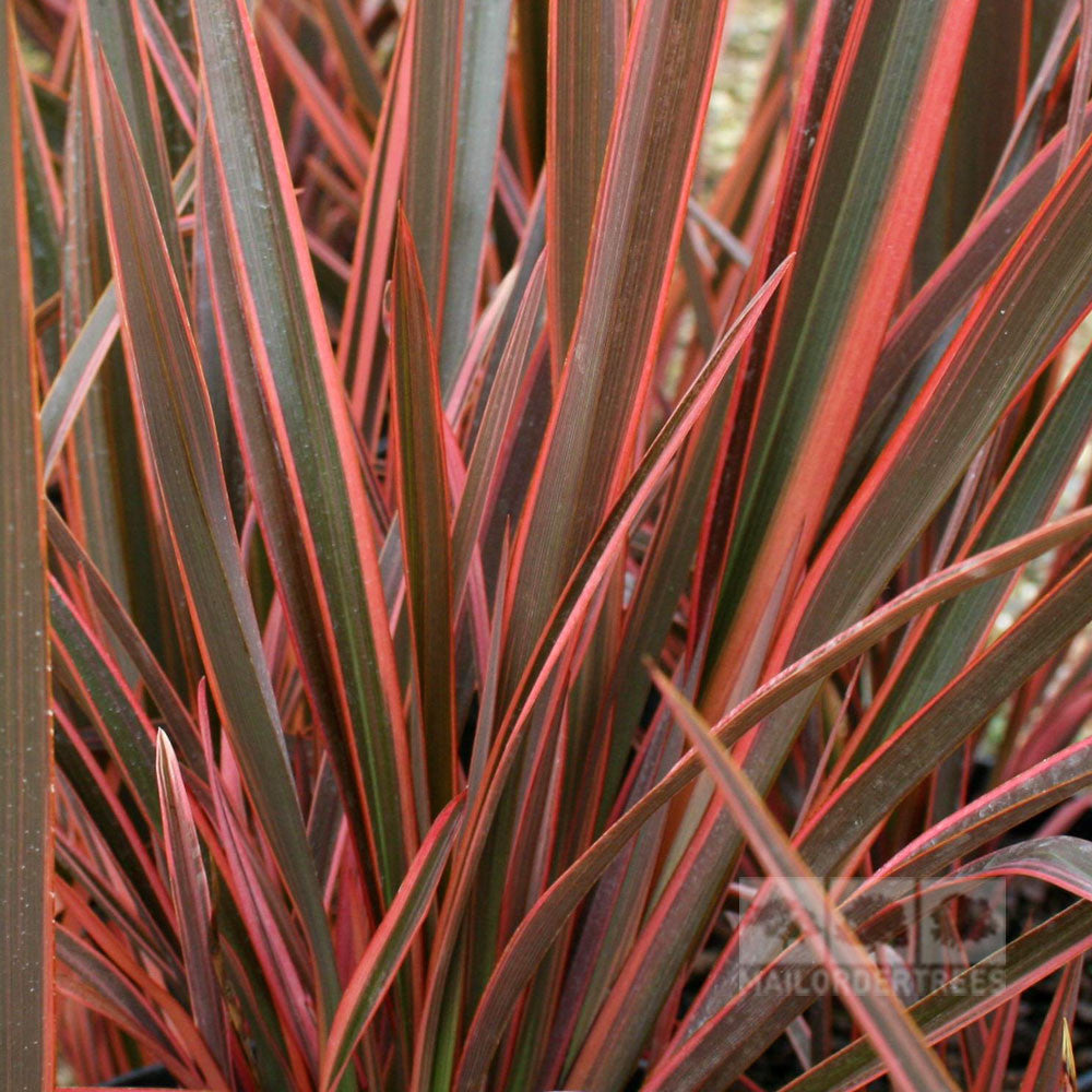 Close-up of red-tinted, spiky leaves with dark green stripes from the Phormium Sundowner - New Zealand Flax, ideal for adding texture to a Mediterranean-style garden.