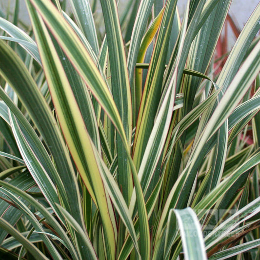 Close-up of green and cream variegated leaves with thin red edges, displaying the beauty of the Phormium Tricolor-New Zealand Flax.