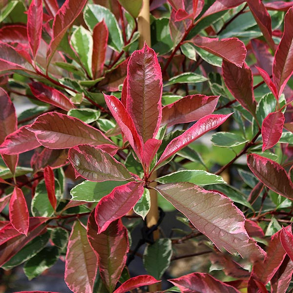 Close-up of vibrant red and green leaves on a Photinia Pink Marble - Pink Marble Cassini plant, highlighting its stunning variegated foliage.