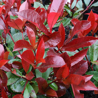 Close-up of glossy red and green leaves from the Photinia Red Robin, highlighting the vibrant foliage of this evergreen tree.