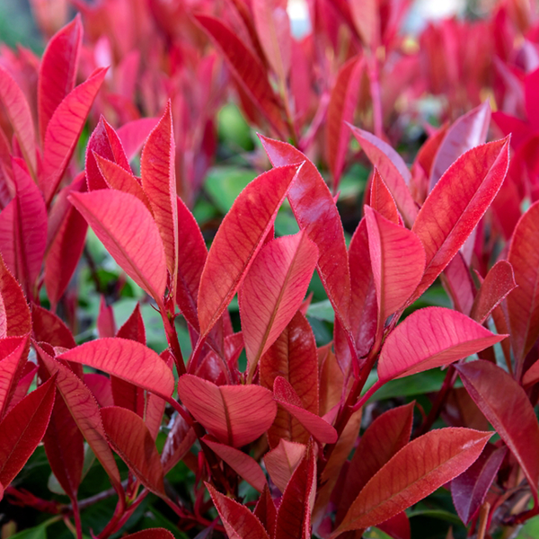 Close-up of vibrant, glossy red leaves on a Photinia Red Robin tree, set against lush green foliage.