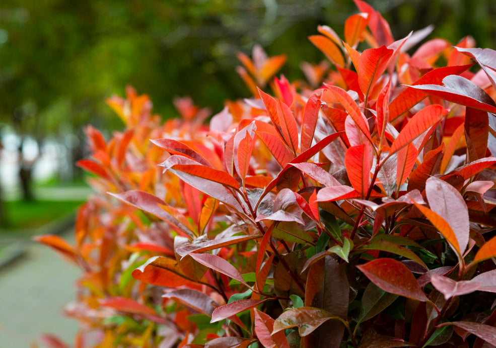 Photinia: A Splash of Year-Round Colour