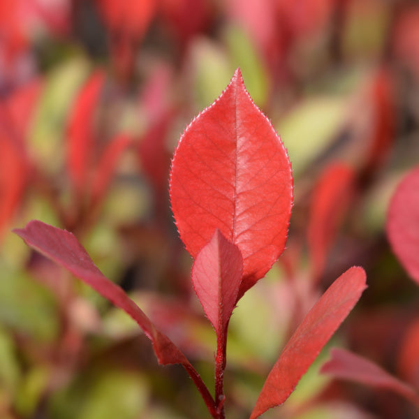 Close-up of a Photinia x fraseri Little Red Robin - Christmas Berry leaf in sharp focus, surrounded by colorful foliage with vibrant green and red leaves softly out-of-focus in the background.