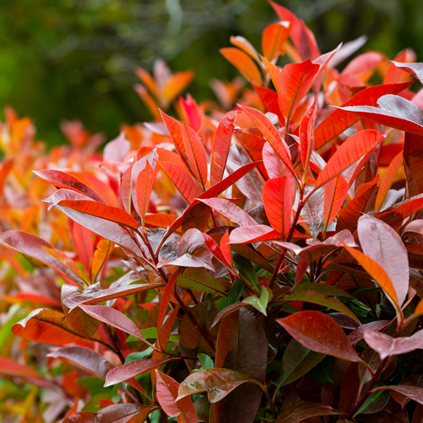 Photinia red robin autumn colour