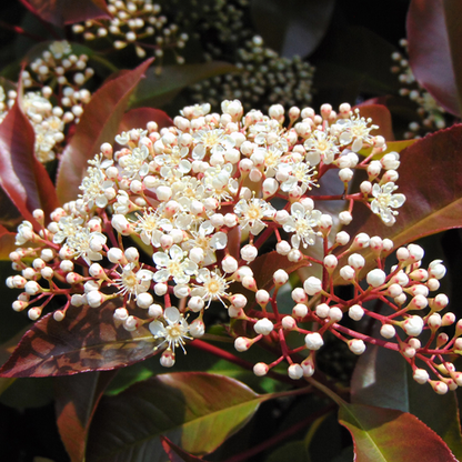 Photinia red robin white flowers