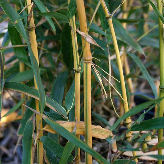 Close-up of several Phyllostachy spectabilis stalks with lush, evergreen leaves and golden canes.