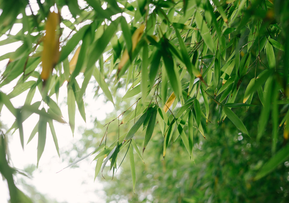 Phyllostachys: The Elegant Choice for Bamboo Lovers.