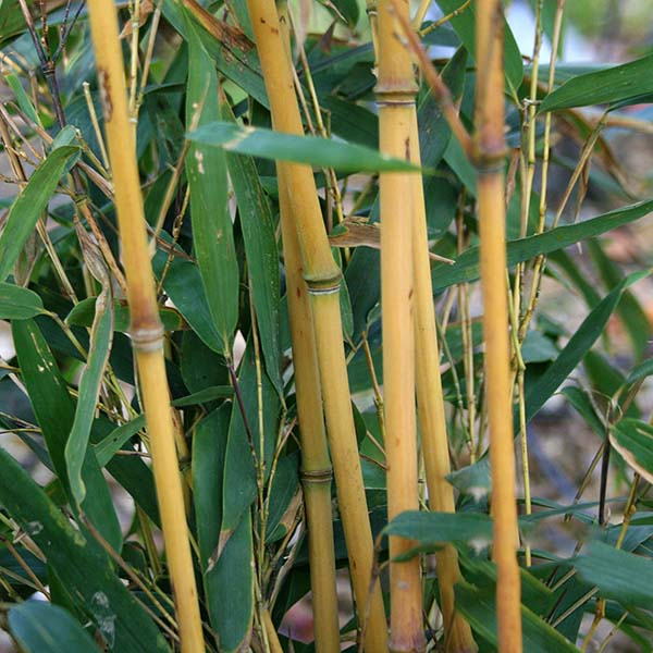 Close-up of the vibrant green and golden stalks of Phyllostachys Aureocaulis - Golden Groove Bamboo, featuring the natural elegance of this ideal screening tree.