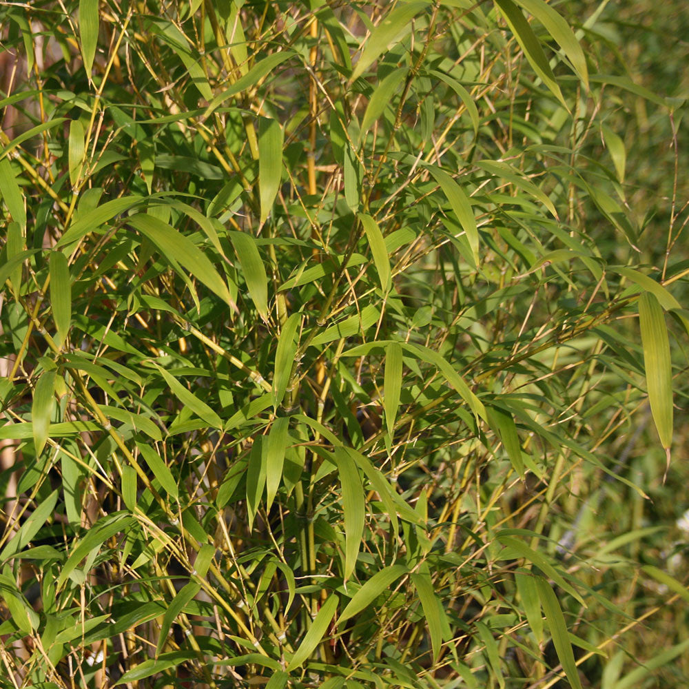 Close-up of lush green leaves and stems of the Phyllostachys aurea - Golden Bamboo bathed in natural sunlight, highlighting its elegance.