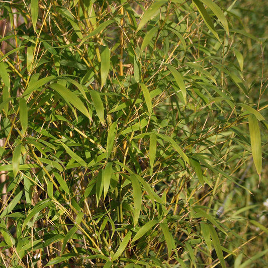 Phyllostachys aurea - Golden Bamboo