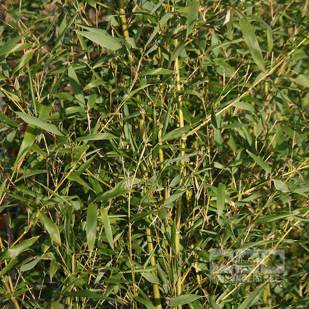 Phyllostachys bissetii - Green Stem Bamboo is a dense thicket with tall, fast-growing stalks and narrow leaves, ideal for natural screening.