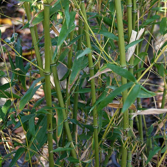 Phyllostachys bissetii, known as Green Stem Bamboo, features lush leaves and green stalks that grow closely together, forming a fast-growing natural screen.