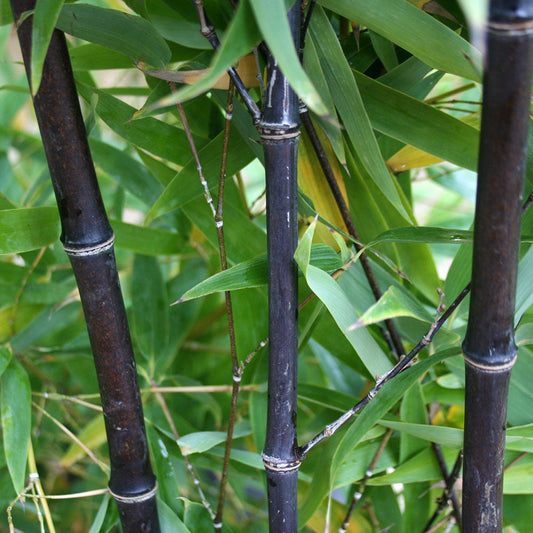 Close-up of **Phyllostachys nigra - Black Bamboo**, highlighting its jet black canes framed by lush green leaves.