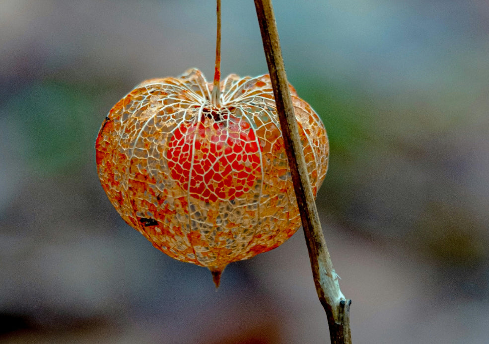 Edible Fruit and Wildlife Benefits.