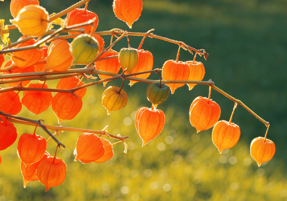 Physalis: A Unique Plant with Decorative Lanterns.