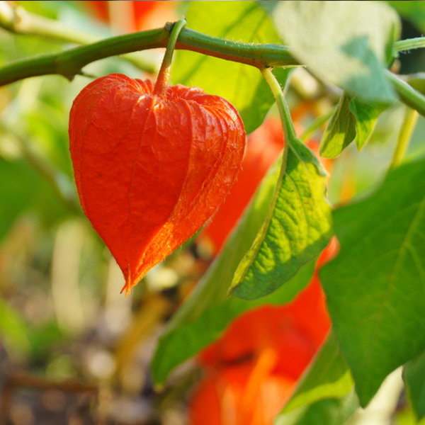 Physalis Alkekengi