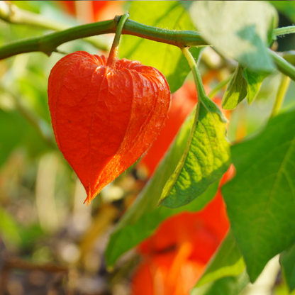 Physalis Alkekengi