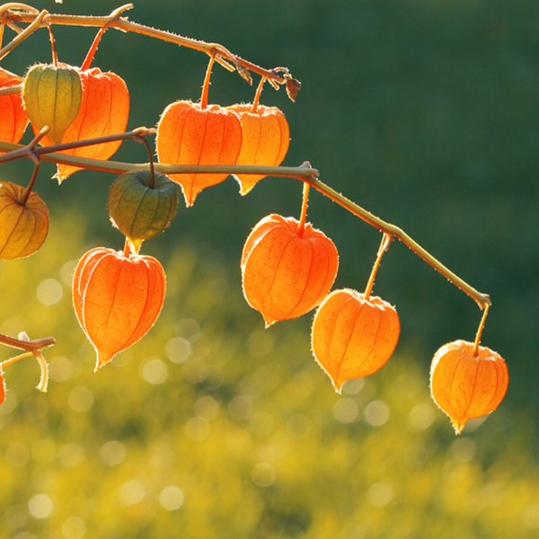 Physalis Alkekengi