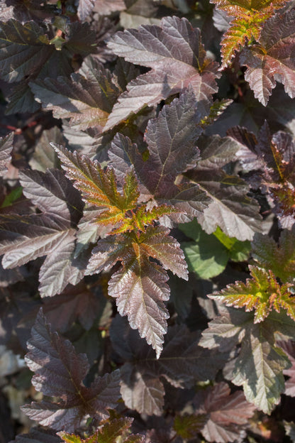 Close-up of Physocarpus opulifolius Diabolo - Ninebark Diabolo, highlighting its dark maroon and reddish-hued leaves with serrated edges, as sunlight accentuates its famous dark purple foliage.