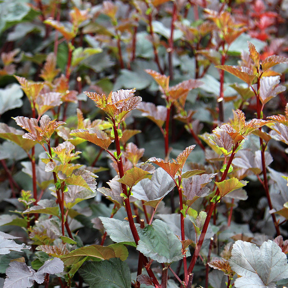 A close-up of Physocarpus opulifolius Diabolo showcases its reddish-brown and green hues, featuring thin red stems and serrated leaves that add depth to gardens with dark purple foliage.