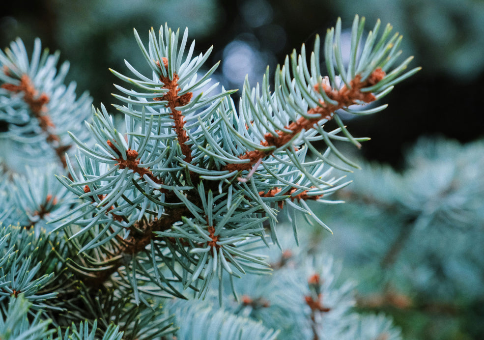 Picea: A Stately Conifer with Year-Round Appeal.