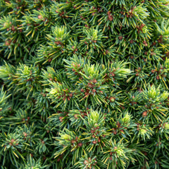 Picea glauca Alberta Globe - Alberta Globe Dwarf Alberta Spruce