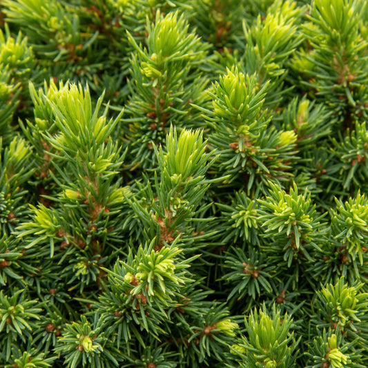 Picea glauca Lilliput - Spruce