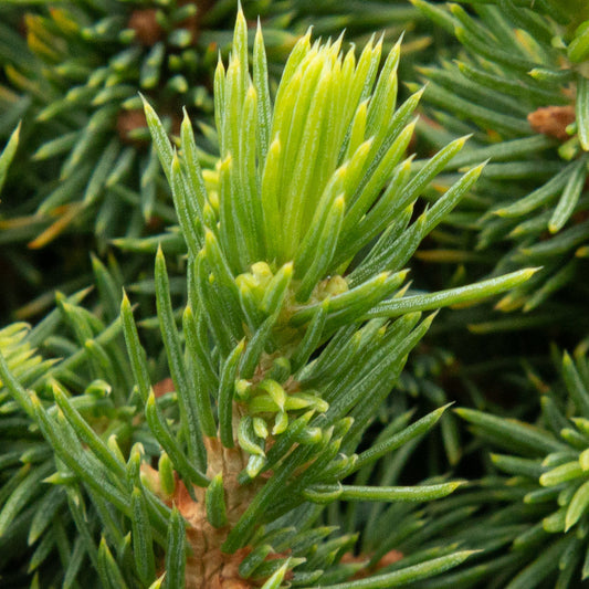 Picea glauca Lilliput - Spruce