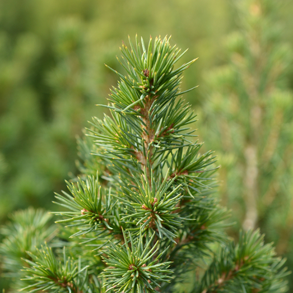 A close-up of a Picea glauca Perfecta branch reveals dense green needles against a blurred natural backdrop, highlighting the evergreen charm of this compact spruce variety.