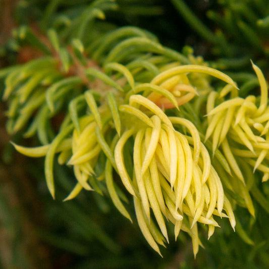 Picea glauca Rainbow's End - Alberta Spruce