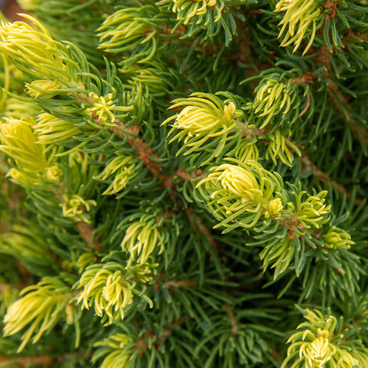 Picea glauca Rainbow's End - Alberta Spruce