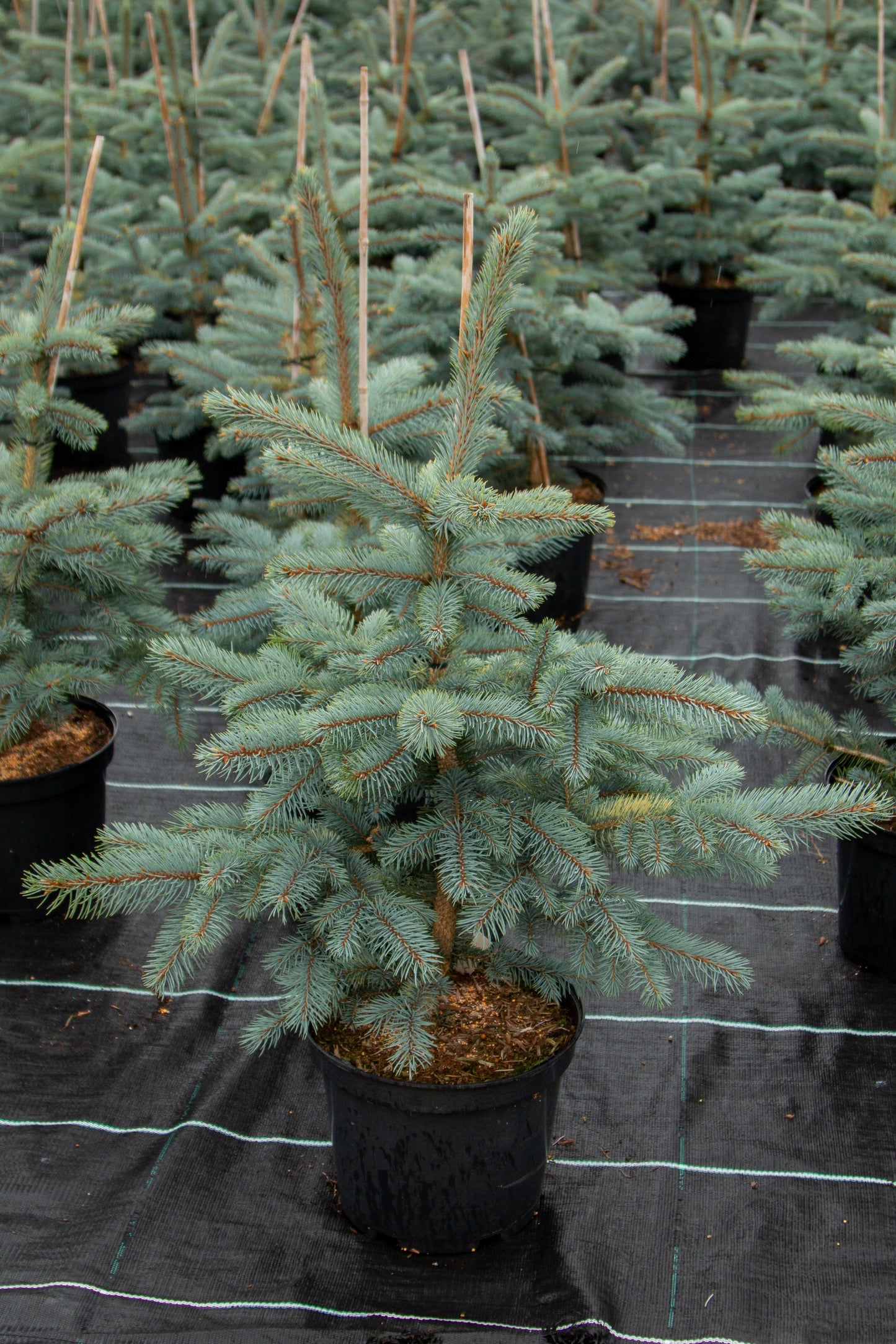 A Picea pungens Baby Blue Eyes - Colorado Spruce, an evergreen in a black pot with icy-blue/silver foliage, is showcased among similar trees on black ground cover.