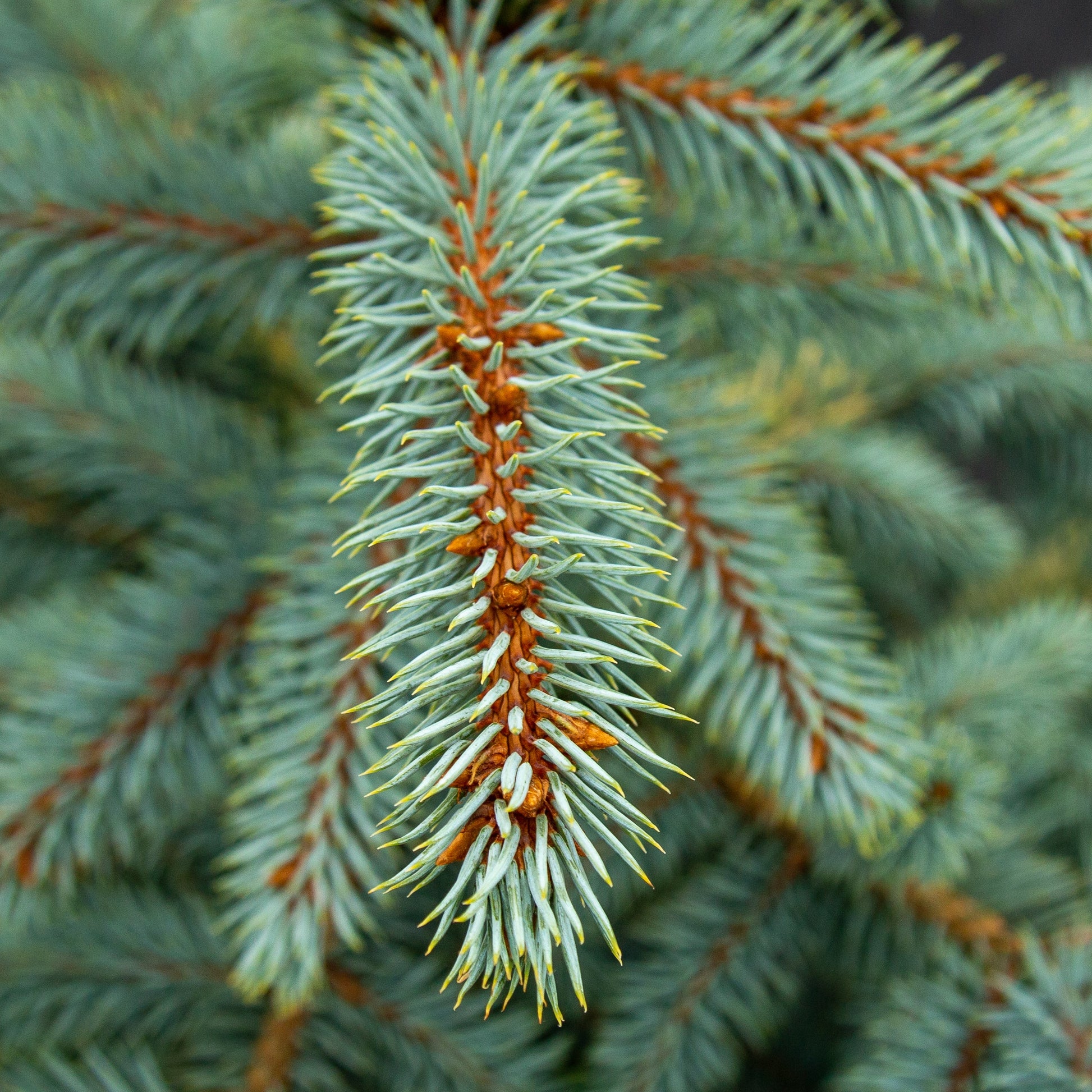 Close-up of Picea pungens Baby Blue Eyes, a Colorado Spruce with dense, sharp blue-green needles and a reddish-brown stem, highlighting its classic Christmas tree form.