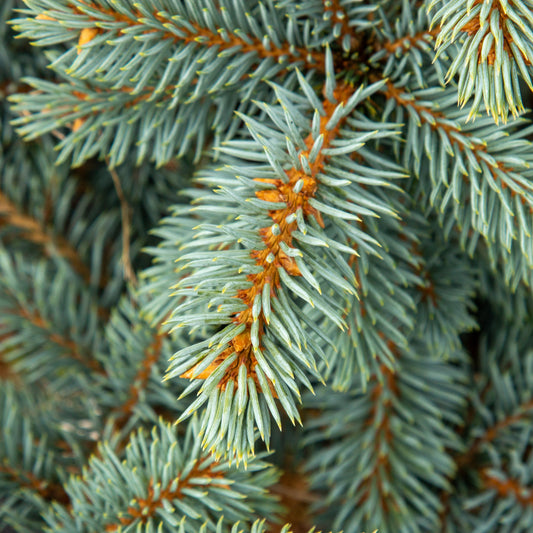 Picea pungens Blue Trinket - Colorado Spruce