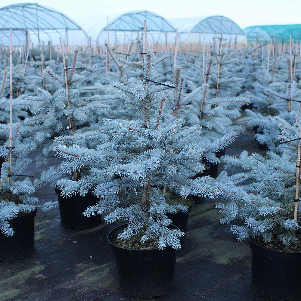 Picea pungens Edith - Colorado Spruce Edith, known for its dense needle-like foliage and icy-blue hue, is neatly arranged in a plant nursery.