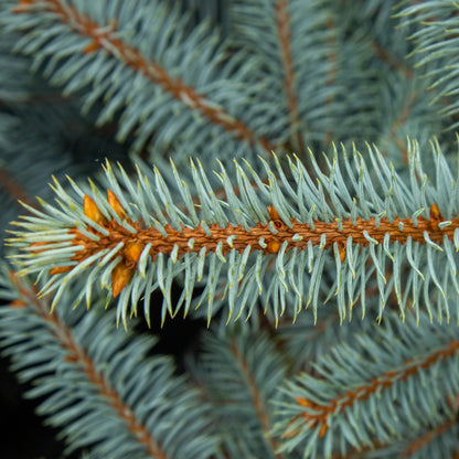 A close-up of a Picea pungens Edith branch, featuring sharp, icy-blue needles and small brown buds, highlights its classic Christmas tree form.