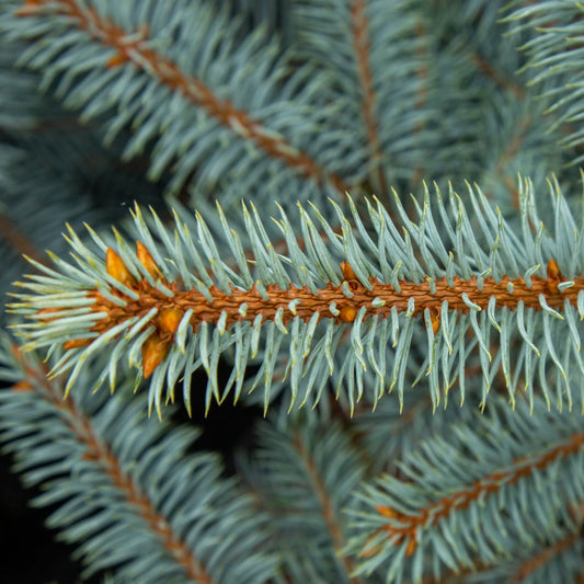 Picea pungens Edith - Colorado Spruce Edith