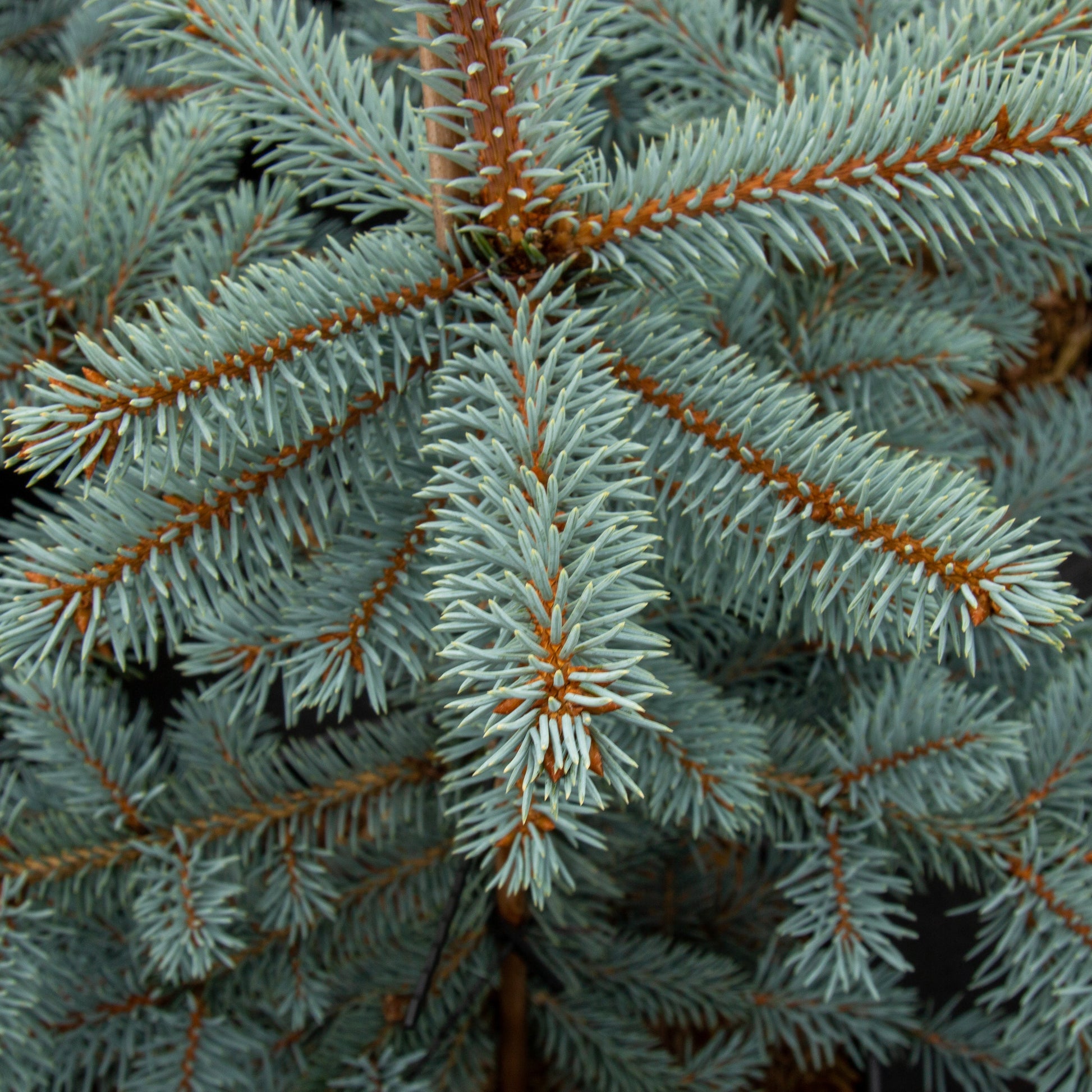 Close-up of silvery blue needles on Picea pungens Erich Frahm - Colorado Spruce branches, showcasing dense needle-like leaves and brown stems.