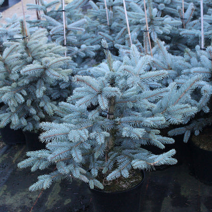 Potted Picea pungens Fat Albert, known for its dense needle-like foliage and conical evergreen shape, are grouped together and proudly hold the RHS Award of Garden Merit.