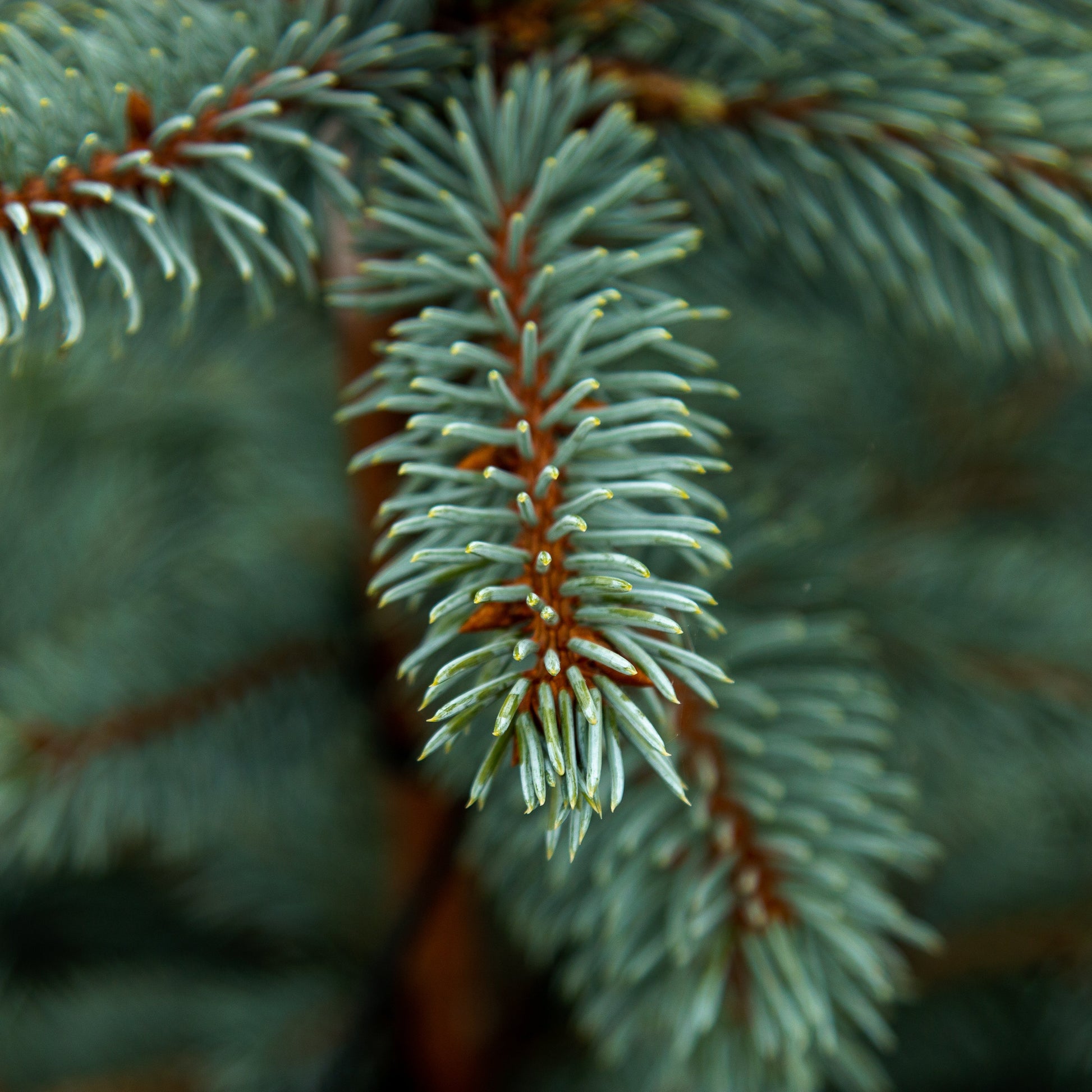 Close-up of a Picea pungens Fat Albert branch, a blue conical evergreen with sharp needle-like leaves in muted green, set against a blurred background of more branches. This variety has earned the RHS Award of Garden Merit for its outstanding qualities.