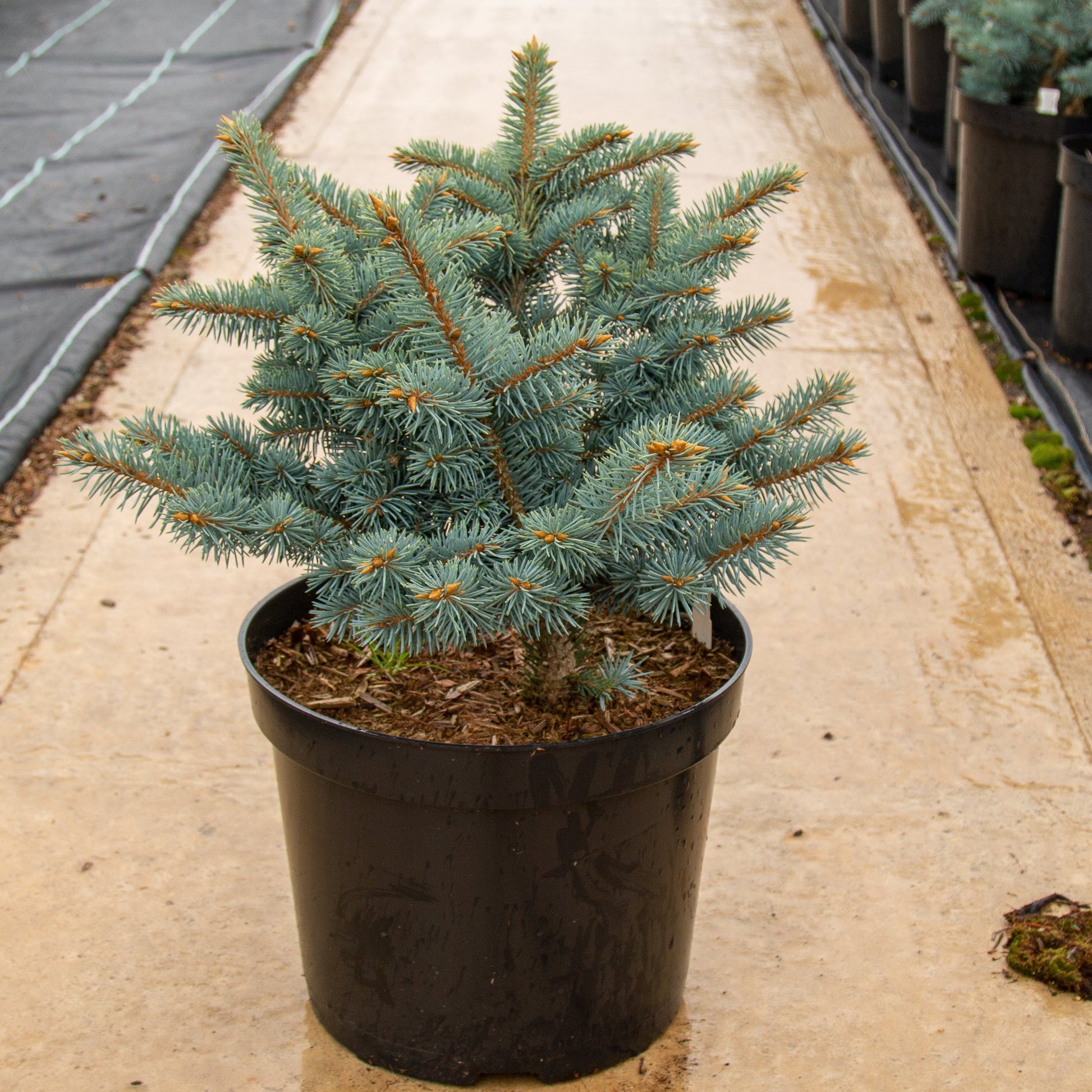 A Picea pungens Globosa, known as Colorado Spruce Thume, with dense blue-green needles adorns the concrete path in the greenhouse, ideal for small gardens. Other potted trees line up in the background, enhancing the peaceful ambiance.