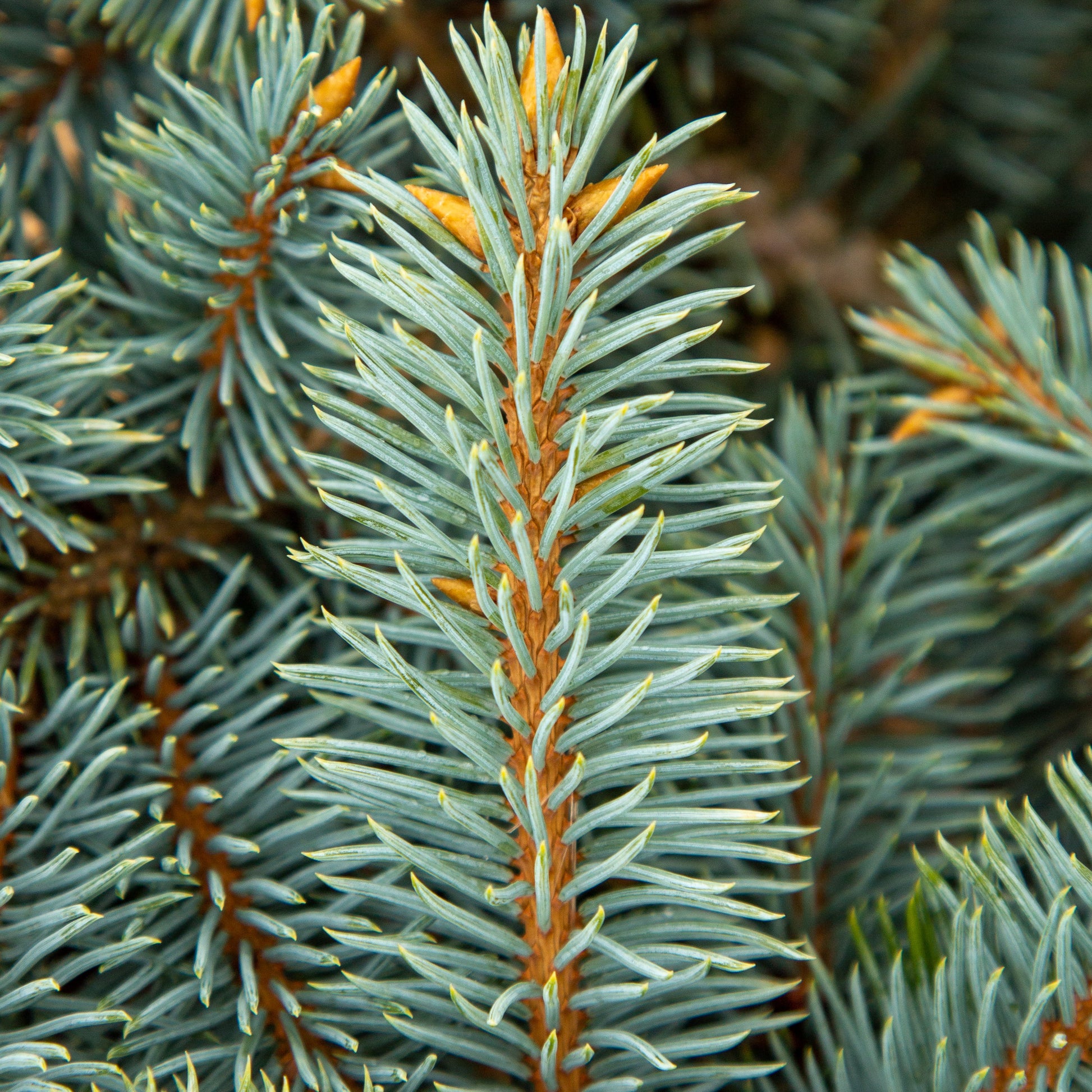 A close-up of Picea pungens Globosa - Colorado Spruce Thume needles showcases its central stem and dense layers of spiky, silver-blue conifer foliage, making it ideal for small gardens.