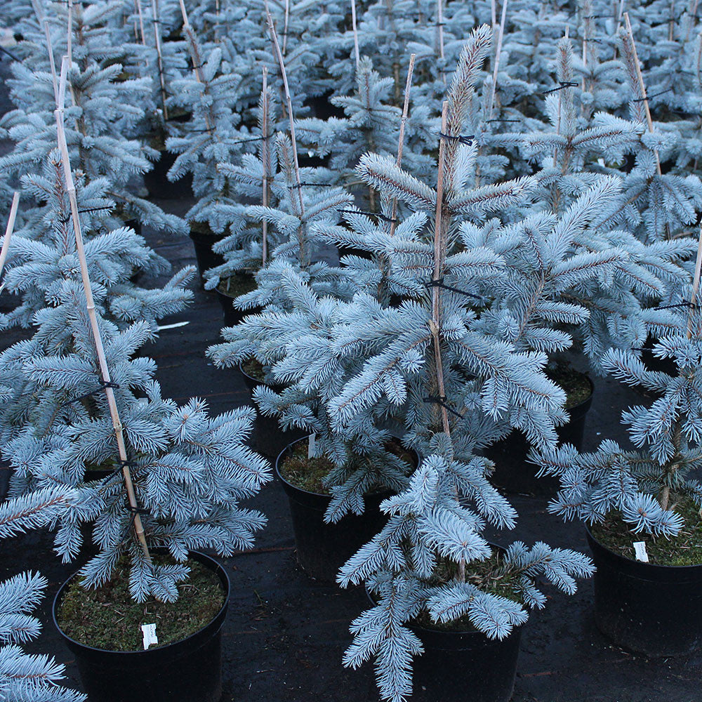 Picea pungens Hoopsii, a low-maintenance Colorado Spruce with glaucous blue needles, is elegantly displayed in neatly spaced pots on dark ground.