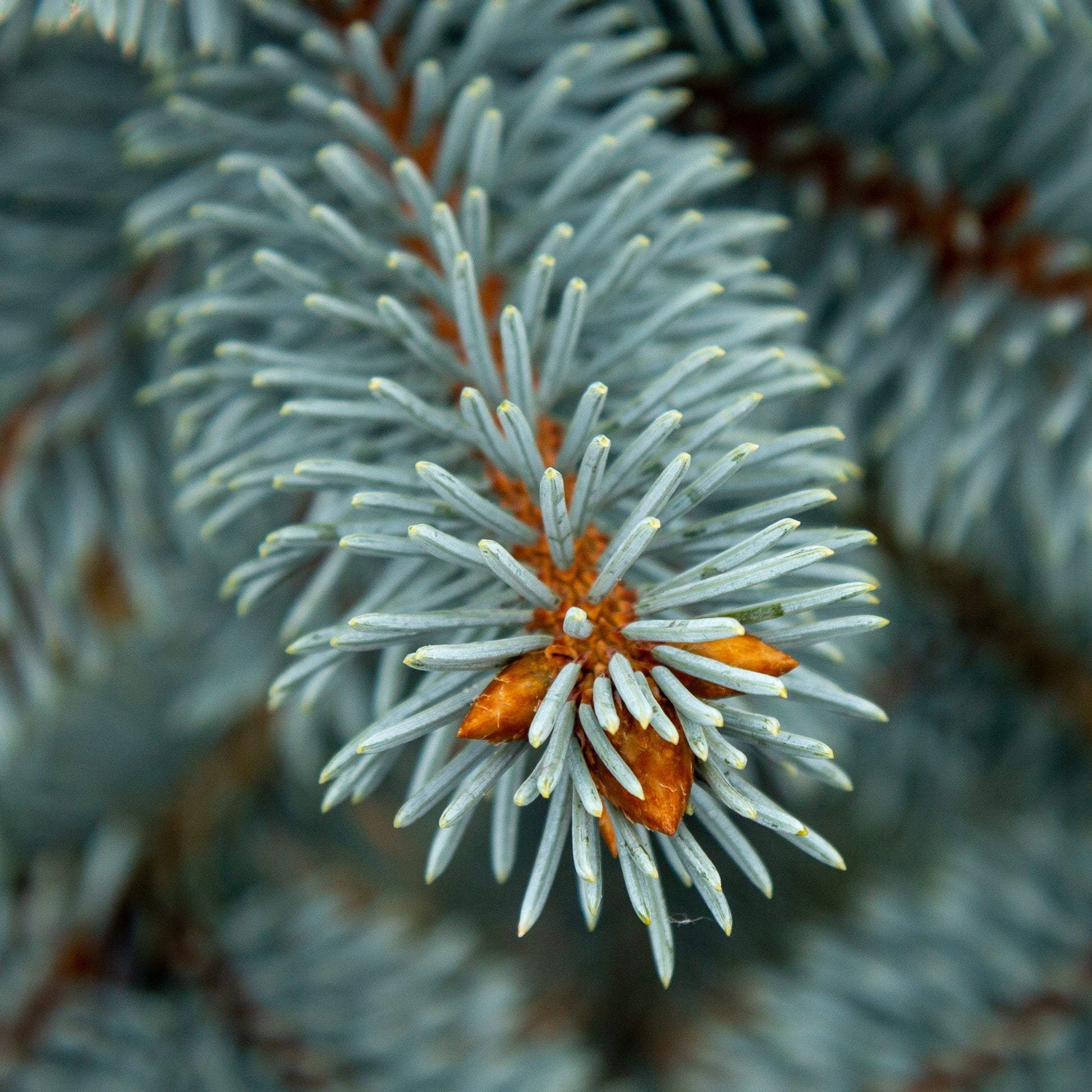 Close-up of glaucous blue needles with small brown patches on Picea pungens Hoopsii, the Colorado Spruce Hoopsii, known for its low-maintenance nature.