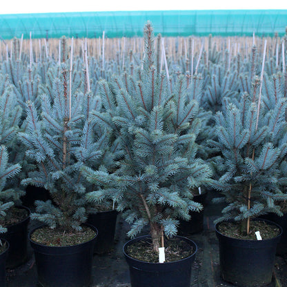 Picea pungens Iseli Fastigiate, also known as Colorado Spruce Iseli Fastigiate, thrive in rows of potted trees within a lush greenhouse setting.