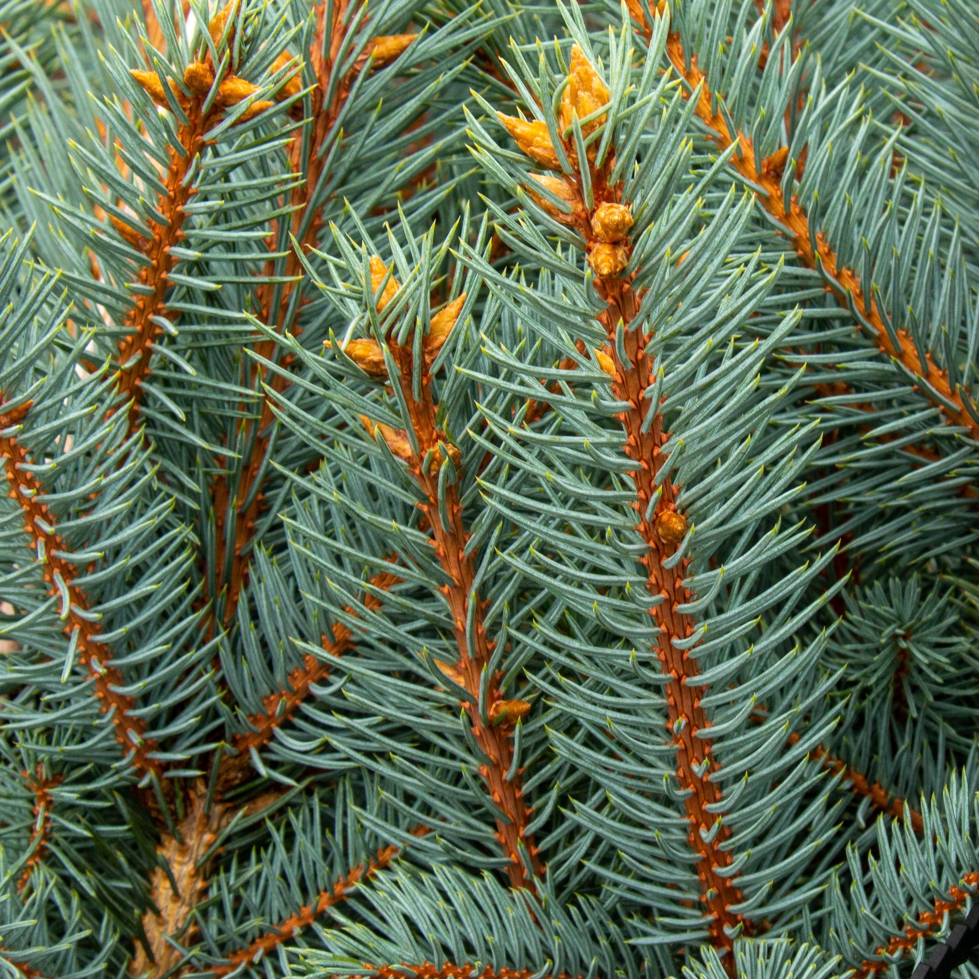 Close-up of Picea pungens Iseli Fastigiate branches with needle-like blue-green leaves and brown stems, highlighting the unique beauty of the Colorado Spruce Iseli Fastigiate.